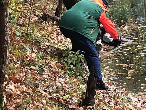 manchmal muss auch ein morscher Baum beseitigt werden manchmal muss auch ein morscher Baum beseitigt werden