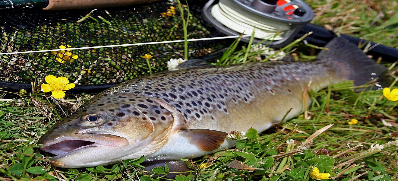 ein schöner Fang Forelle mit Fliegenrute im Gras