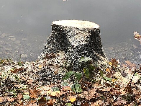 die Gefahr ist gebannt die Gefahr ist gebannt